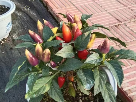 活體蔬菜