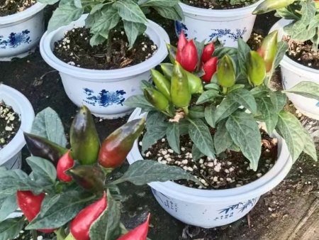 活體蔬菜