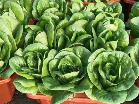 盆栽蔬菜