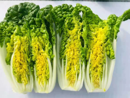 水培葉菜