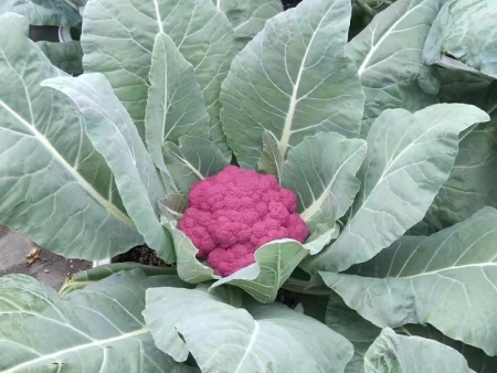 盆栽蔬菜