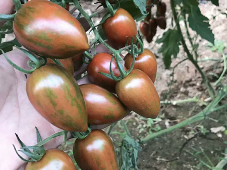 特色小番茄
