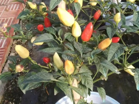 活體蔬菜