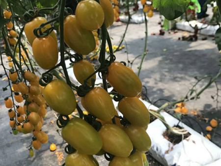 特色小番茄