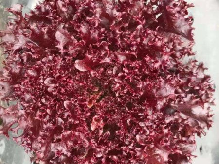水培葉菜