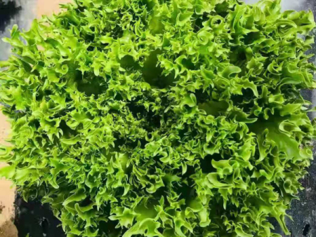 水培葉菜