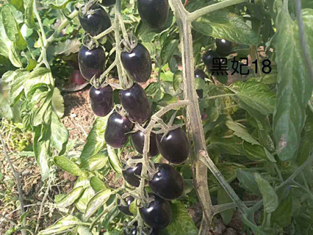 特色小番茄