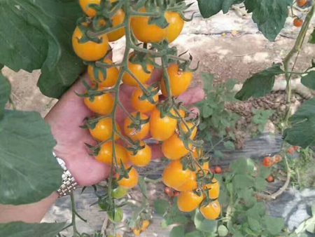 特色小番茄